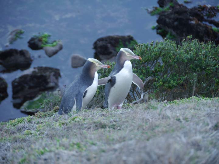 Gelbaugenpinguine - New Zealand